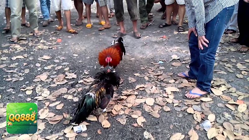 Đá gà QQ888 - Chia vốn hợp lý để tránh bị cuốn theo cảm xúc