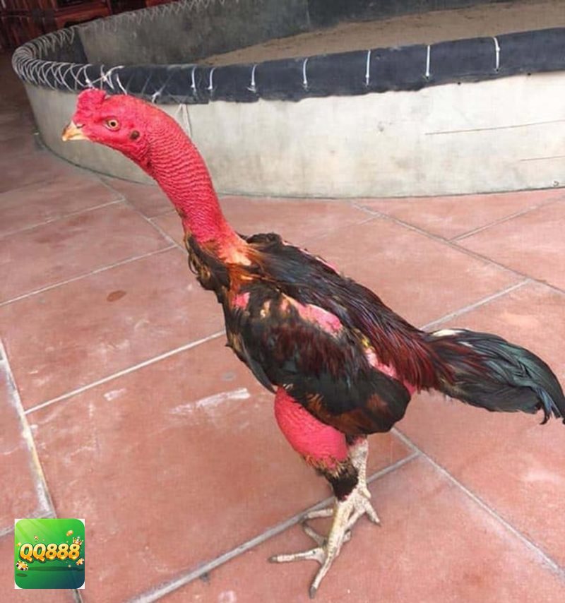 Đá gà tre - Quan sát thể trạng chiến kê trước khi vào trận Đá gà tre - Quan sát thể trạng chiến kê trước khi vào trận