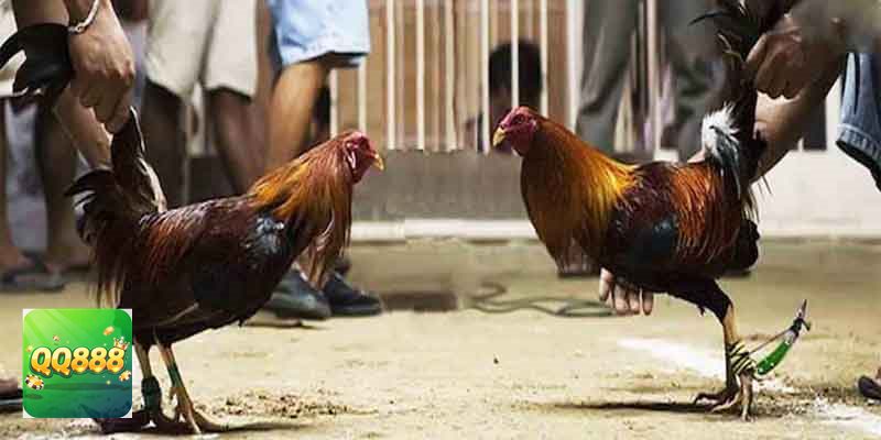 Đá gà QQ888 - Đá gà Thomo giàu tính quan sát
