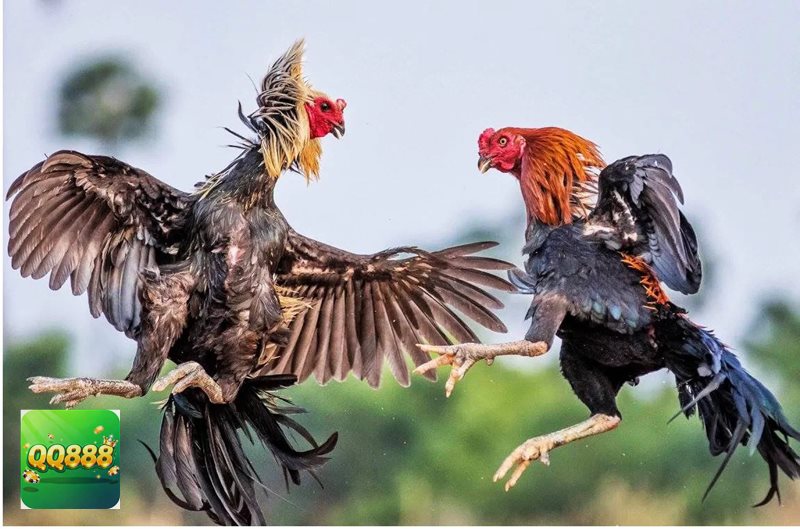 Đá gà tre - Giao diện gọn gàng, hỗ trợ quan sát dễ hơn Đá gà tre - Giao diện gọn gàng, hỗ trợ quan sát dễ hơn