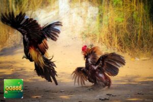 hinh anh da ga 2154043139 dominoqq888.com