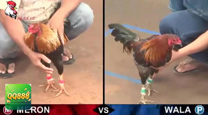 Đá gà tre - Nhịp trận gọn, diễn biến thay đổi liên tục Đá gà tre - Nhịp trận gọn, diễn biến thay đổi liên tục