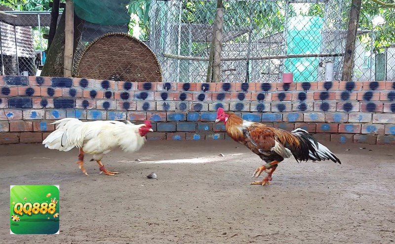 Đá gà QQ888 - Giao diện thân thiện, dễ theo dõi