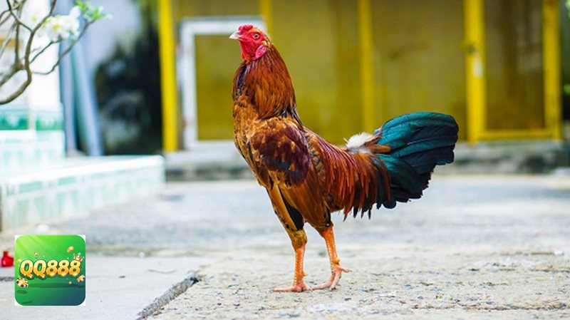 Đá gà đòn - Sức hút đến từ tính đối kháng và chiều sâu chiến thuật